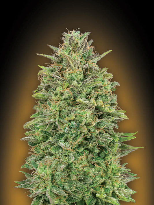 00 Skunk (00 Seeds) feminisiert Cannabis Samen von 00 Seeds