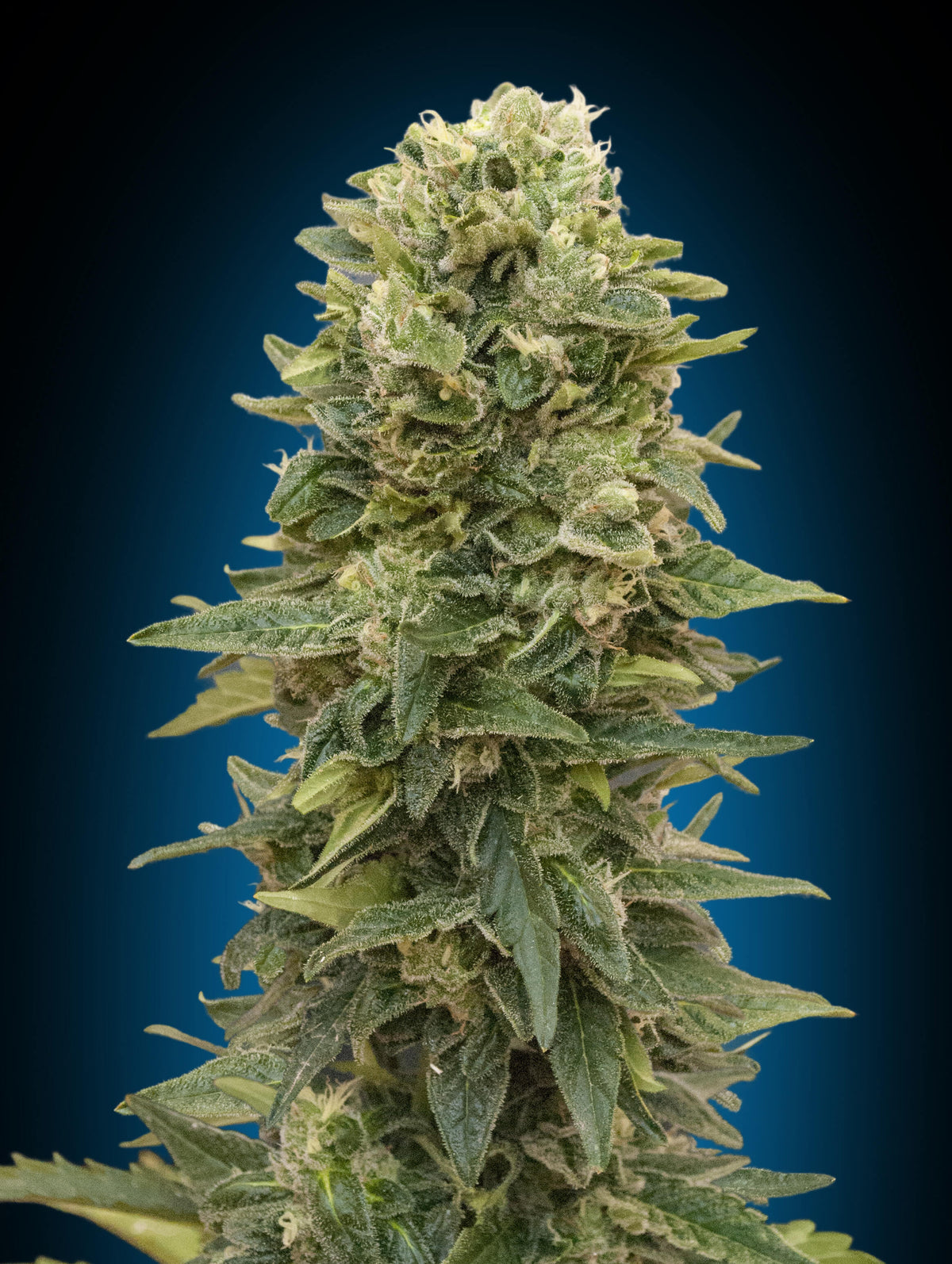 Afghan Mass Auto (00 Seeds) Cannabis Samen von 00 Seeds