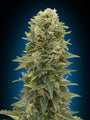 Afghan Mass Auto (00 Seeds)