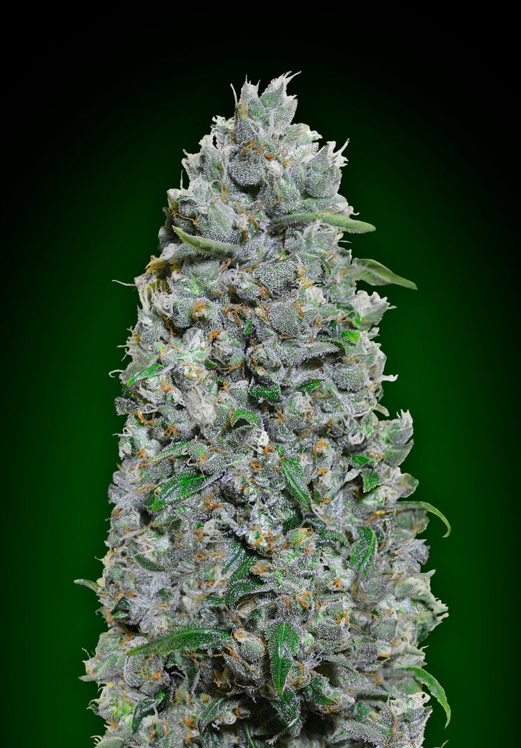 Afghan Mass XXL Auto (00 Seeds) Cannabis Samen von 00 Seeds