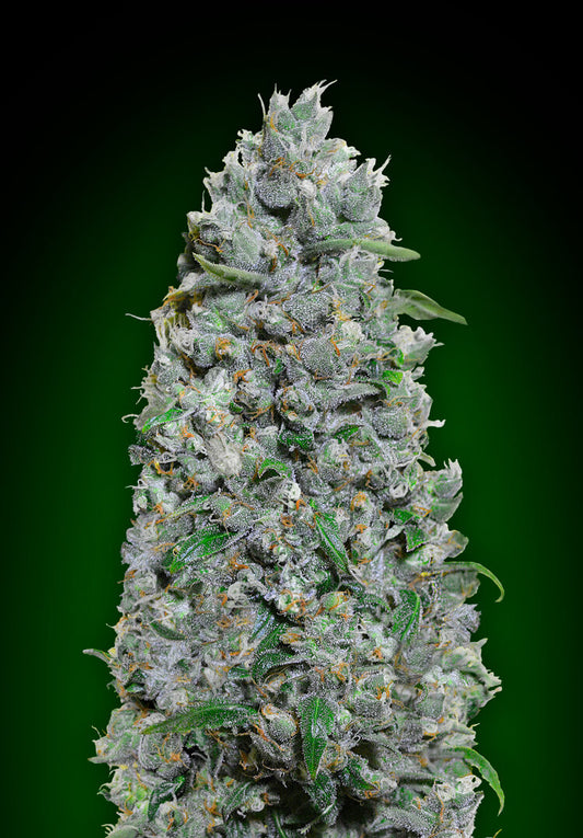 Afghan Mass XXL Auto (00 Seeds) Cannabis Samen von 00 Seeds