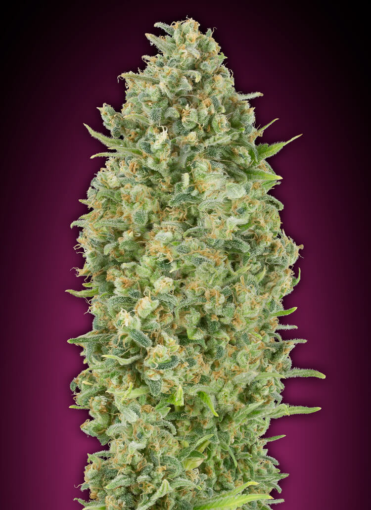 Bubble Gum Auto (00 Seeds) Cannabis Samen von 00 Seeds