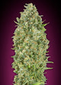 Bubble Gum Auto (00 Seeds)