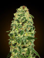 California Kush Auto (00 Seeds)