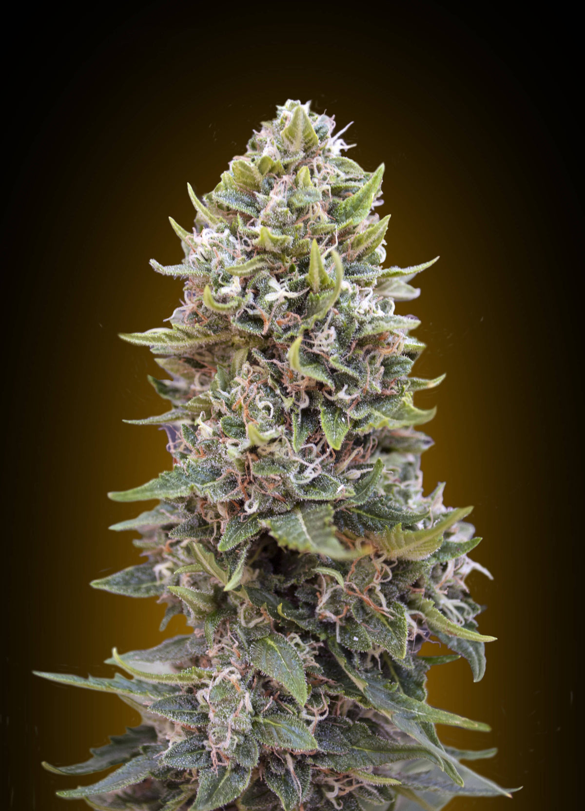 Cheese Berry Auto (00 Seeds) Cannabis Samen von 00 Seeds