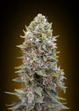 Cheese Berry Auto (00 Seeds)