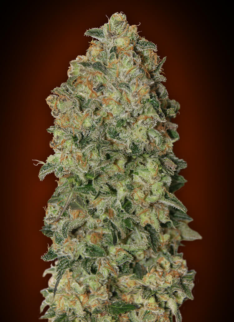 Chocolate Skunk Auto (00 Seeds) Cannabis Samen von 00 Seeds