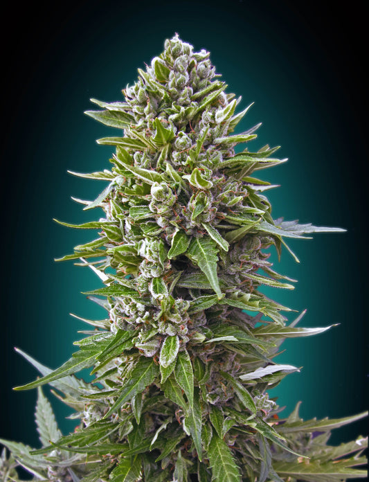 Northern Lights Auto (00 Seeds) Cannabis Samen von 00 Seeds