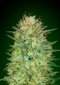 Sweet Critical Auto (00 Seeds) Cannabis Samen von 00 Seeds