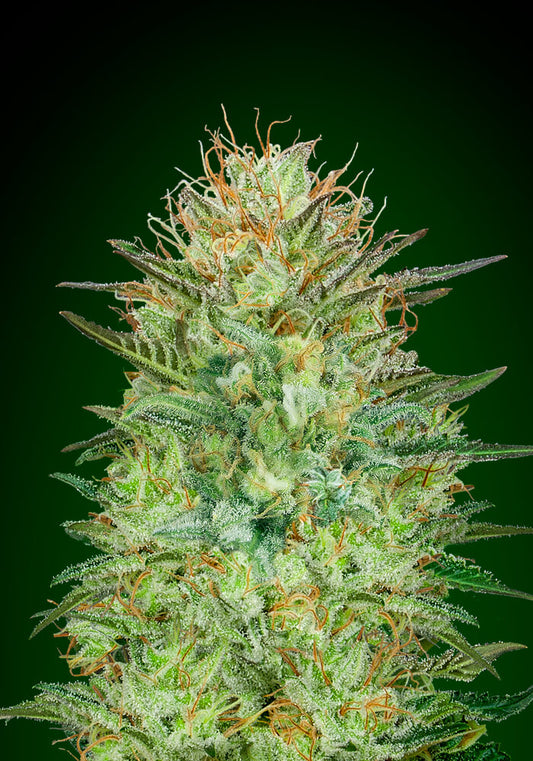 Sweet Critical Auto (00 Seeds) Cannabis Samen von 00 Seeds