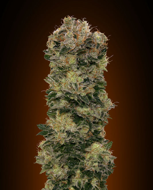 Sweet Soma Auto (00 Seeds) Cannabis Samen von 00 Seeds