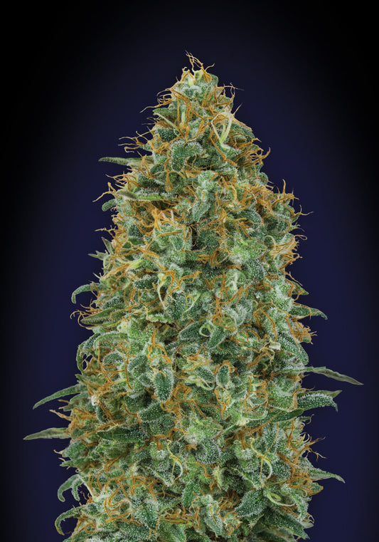Blueberry (00 Seeds) feminisiert Cannabis Samen von 00 Seeds