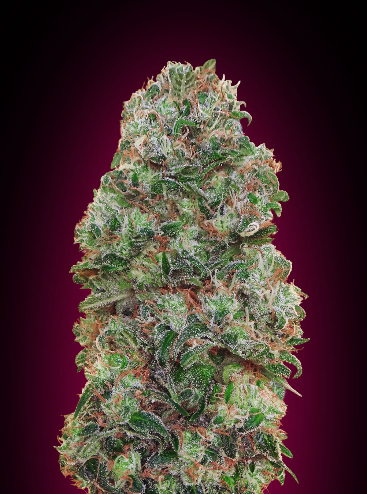 Bubble Gum (00 Seeds) feminisiert Cannabis Samen von 00 Seeds