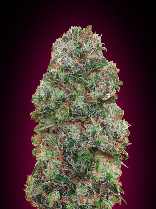Bubble Gum (00 Seeds) feminisiert Cannabis Samen von 00 Seeds