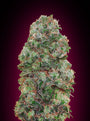 Bubble Gum (00 Seeds) feminisiert