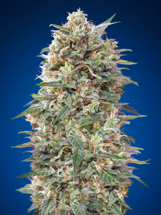 California Kush (00 Seeds) feminisiert Cannabis Samen von 00 Seeds