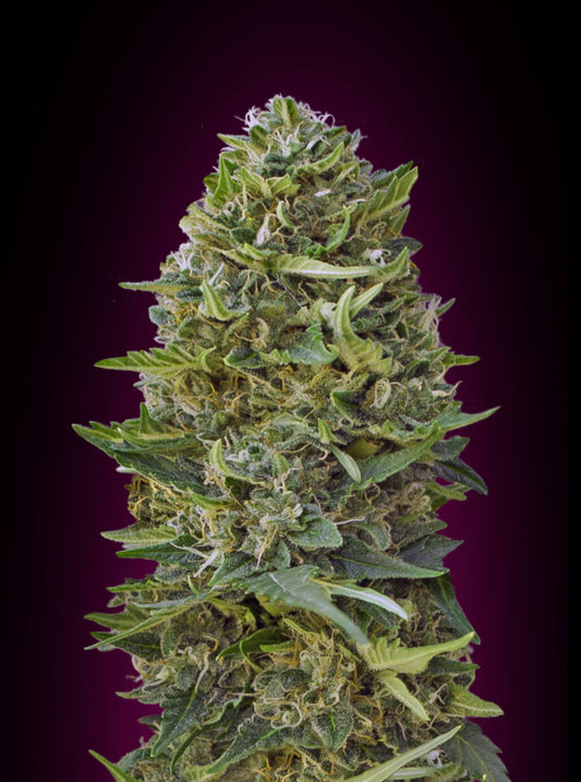 Caramel Kush (00 Seeds) feminisiert Cannabis Samen von 00 Seeds