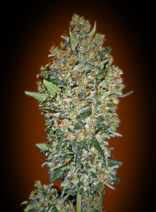 Cheese Berry (00 Seeds) feminisiert Cannabis Samen von 00 Seeds