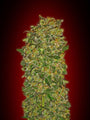 Chocolate Kush (00 Seeds) feminisiert