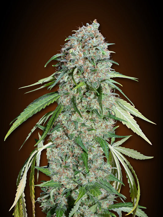 Chocolate Skunk CBD (00 Seeds) feminisiert Cannabis Samen von 00 Seeds
