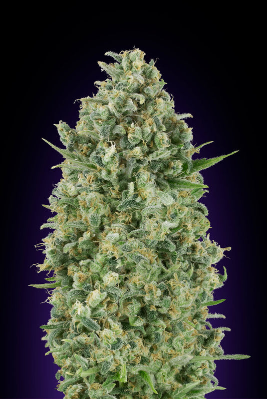Critical Poison (00 Seeds) feminisiert Cannabis Samen von 00 Seeds