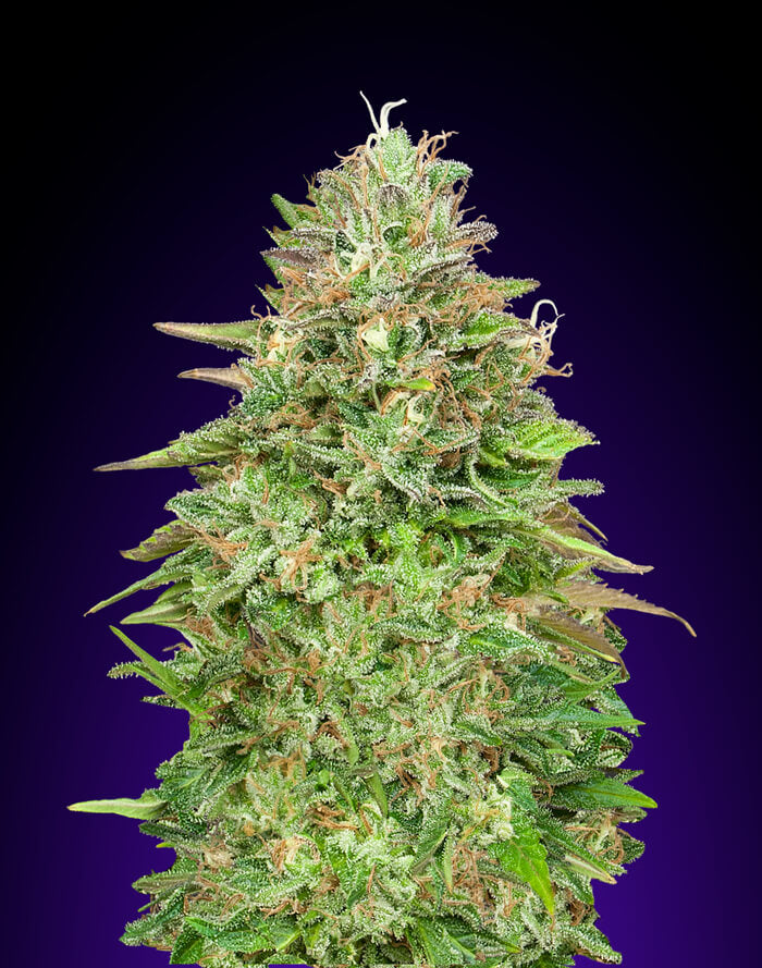 Critical Poison Fast (00 Seeds) feminisiert Cannabis Samen von 00 Seeds