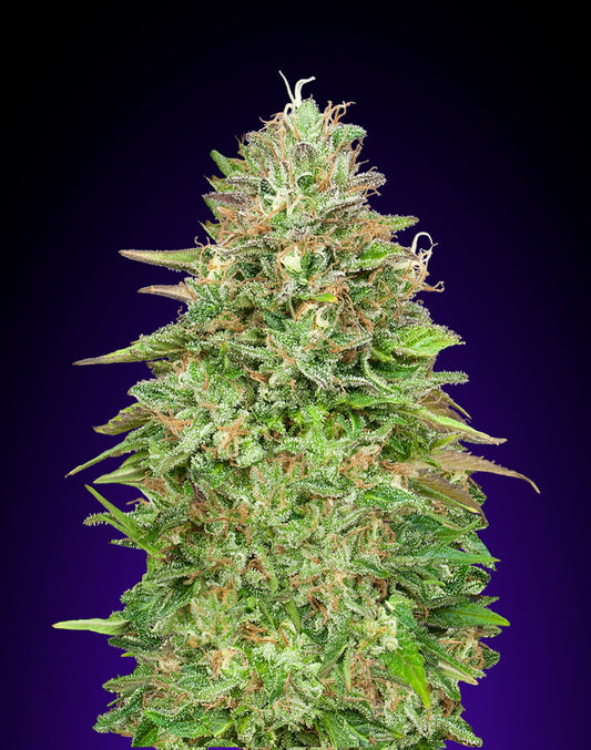 Critical Poison Fast (00 Seeds) feminisiert Cannabis Samen von 00 Seeds