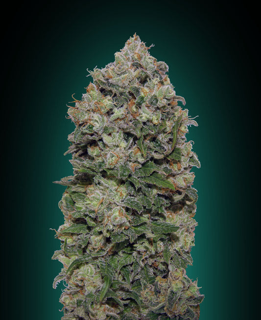 Northern Lights (00 Seeds) feminisiert Cannabis Samen von 00 Seeds