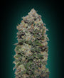 Northern Lights (00 Seeds) feminisiert