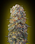 Sweet Critical (00 Seeds) feminisiert Cannabis Samen von 00 Seeds