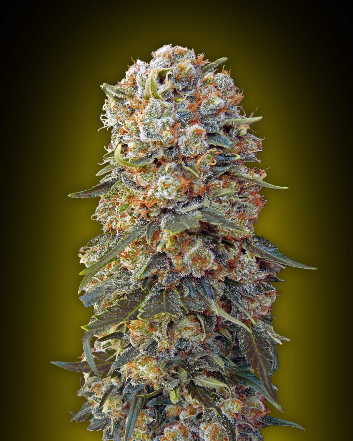 Sweet Critical (00 Seeds) feminisiert Cannabis Samen von 00 Seeds