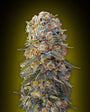 Sweet Critical (00 Seeds) feminisiert