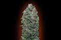 Sweet Soma (00 Seeds) feminisiert Cannabis Samen von 00 Seeds