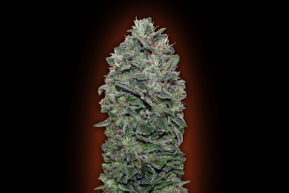 Sweet Soma (00 Seeds) feminisiert Cannabis Samen von 00 Seeds