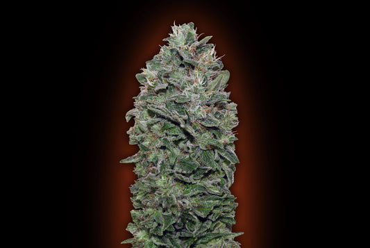 Sweet Soma (00 Seeds) feminisiert Cannabis Samen von 00 Seeds
