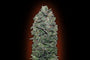 Sweet Soma (00 Seeds) feminisiert