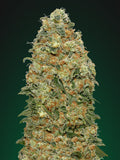 White Widow (00 Seeds) feminisiert Cannabis Samen von 00 Seeds