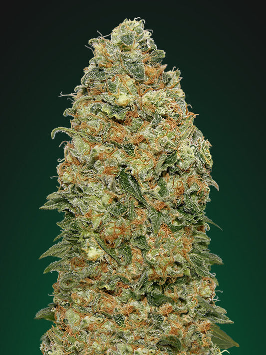 White Widow (00 Seeds) feminisiert Cannabis Samen von 00 Seeds