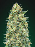 White Widow Auto (00 Seeds) Cannabis Samen von 00 Seeds