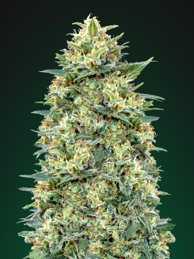 White Widow Auto (00 Seeds) Cannabis Samen von 00 Seeds