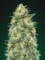 White Widow Auto (00 Seeds)