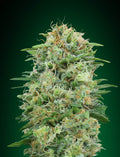 White Widow CBD (00 Seeds) feminisiert Cannabis Samen von 00 Seeds