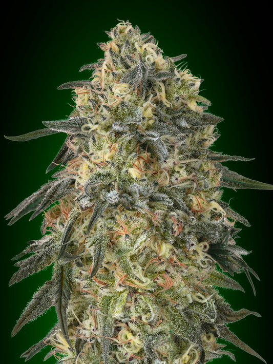 Gorilla (00 Seeds) feminisiert Cannabis Samen von 00 Seeds