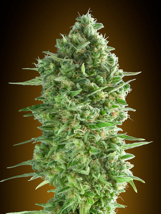 Do-Si-Dos Cookies (00 Seeds) feminisiert Cannabis Samen von 00 Seeds