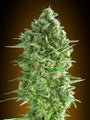 Do-Si-Dos Cookies (00 Seeds) feminisiert