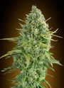 Do-Si-Dos Cookies Auto (00 Seeds)