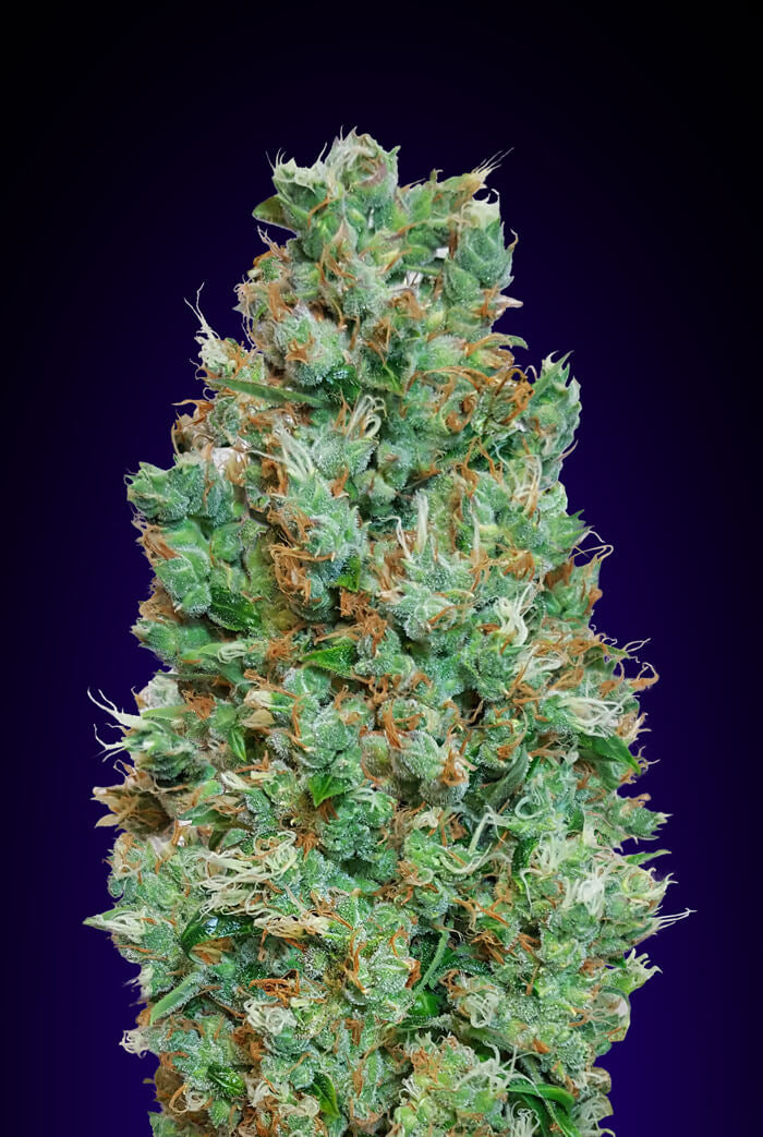 Blueberry Auto (00 Seeds) Cannabis Samen von 00 Seeds