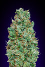 Blueberry Auto (00 Seeds)
