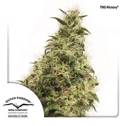 THC-Victory (Dutch Passion) feminisiert Cannabis Samen von Dutch Passion
