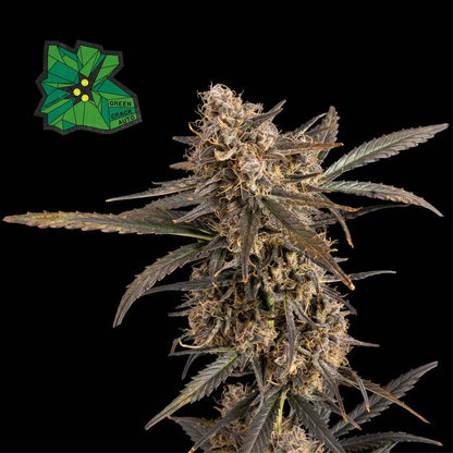 Green Crack Auto (Seedsman) Cannabis Samen von Seedsman